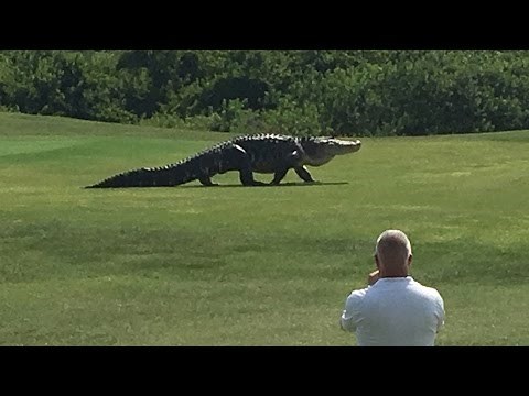 Udario zvizdan, on si šeta: Gigantski aligator prestravio golfere s Floride!