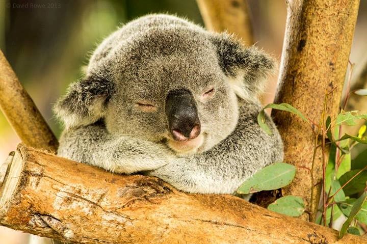 Koala s osmijehom na licu uživa u spavancu