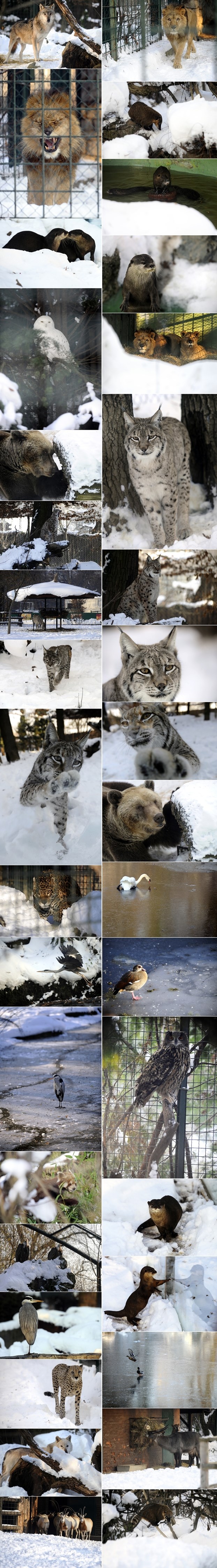 Zagrebački ZOO pod snijegom