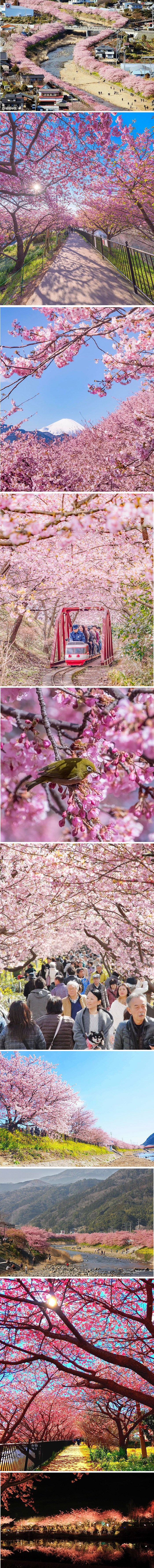 U malom japanskom gradiću proljeće je došlo nešto ranije i to izgleda čarobno