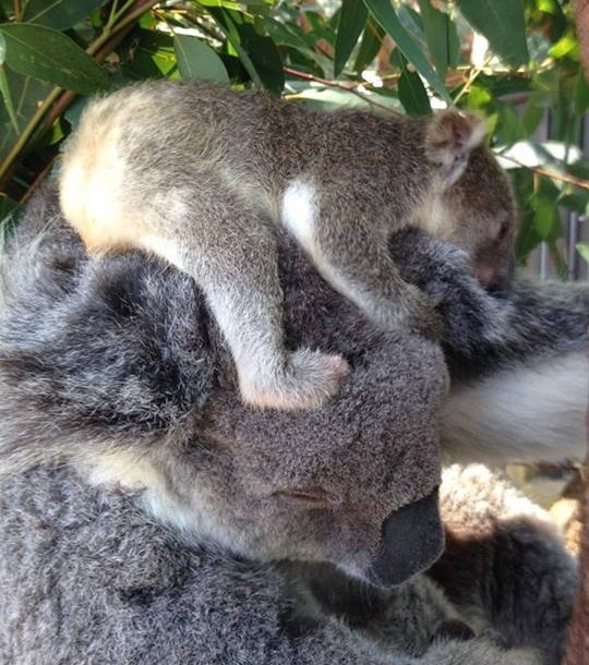 Popela se tati navrh glave