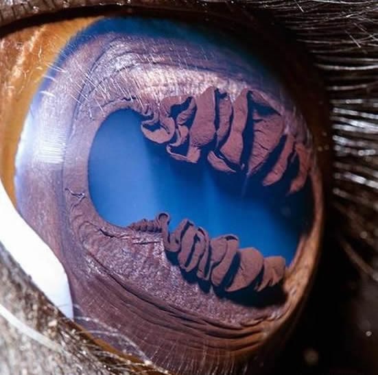 Zastrašujuće ljamino oko izbliza