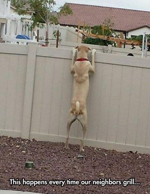 Kad nanjušiš roštilj kod susjeda