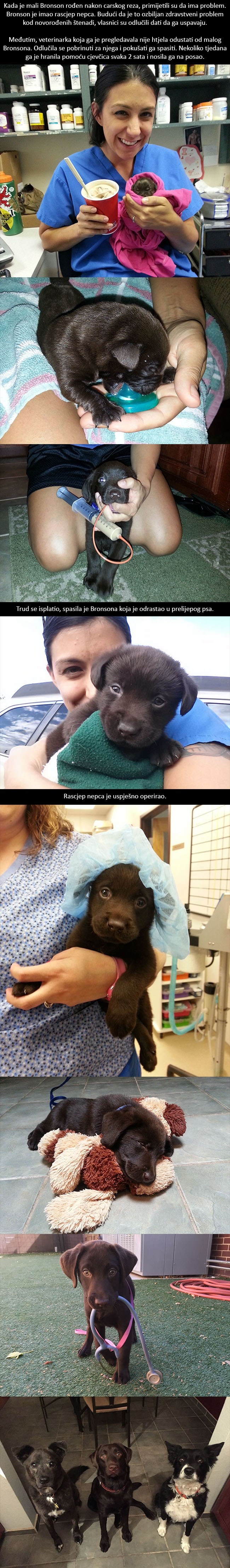 GALERIJA: Htjeli su ga uspavati, a sada je prelijep pas