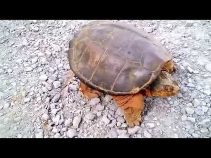 VIDEO: Kakav horor! Evo zašto ne treba maltretirati životinje!