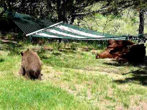 VIDEO: Medvjedići u akciji, njihova igra je preslatka!