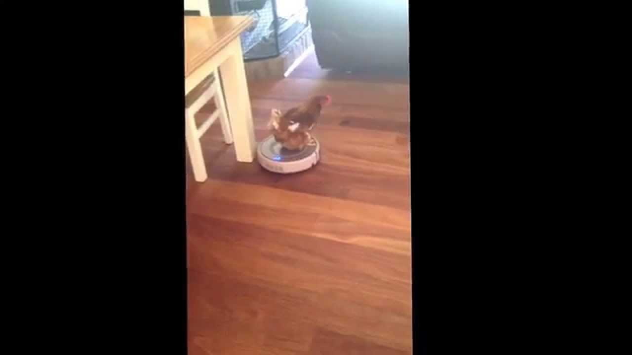 KOKOŠI DOJADILO HODANJE: Upregnula tehnologiju, pa se voza na robo-usisavaču