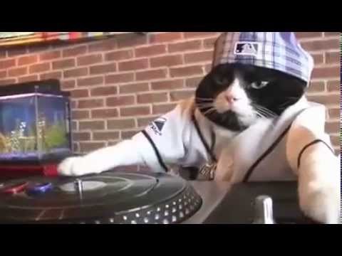 VIDEO: Pogledajte kako maca glumi DJ-a!