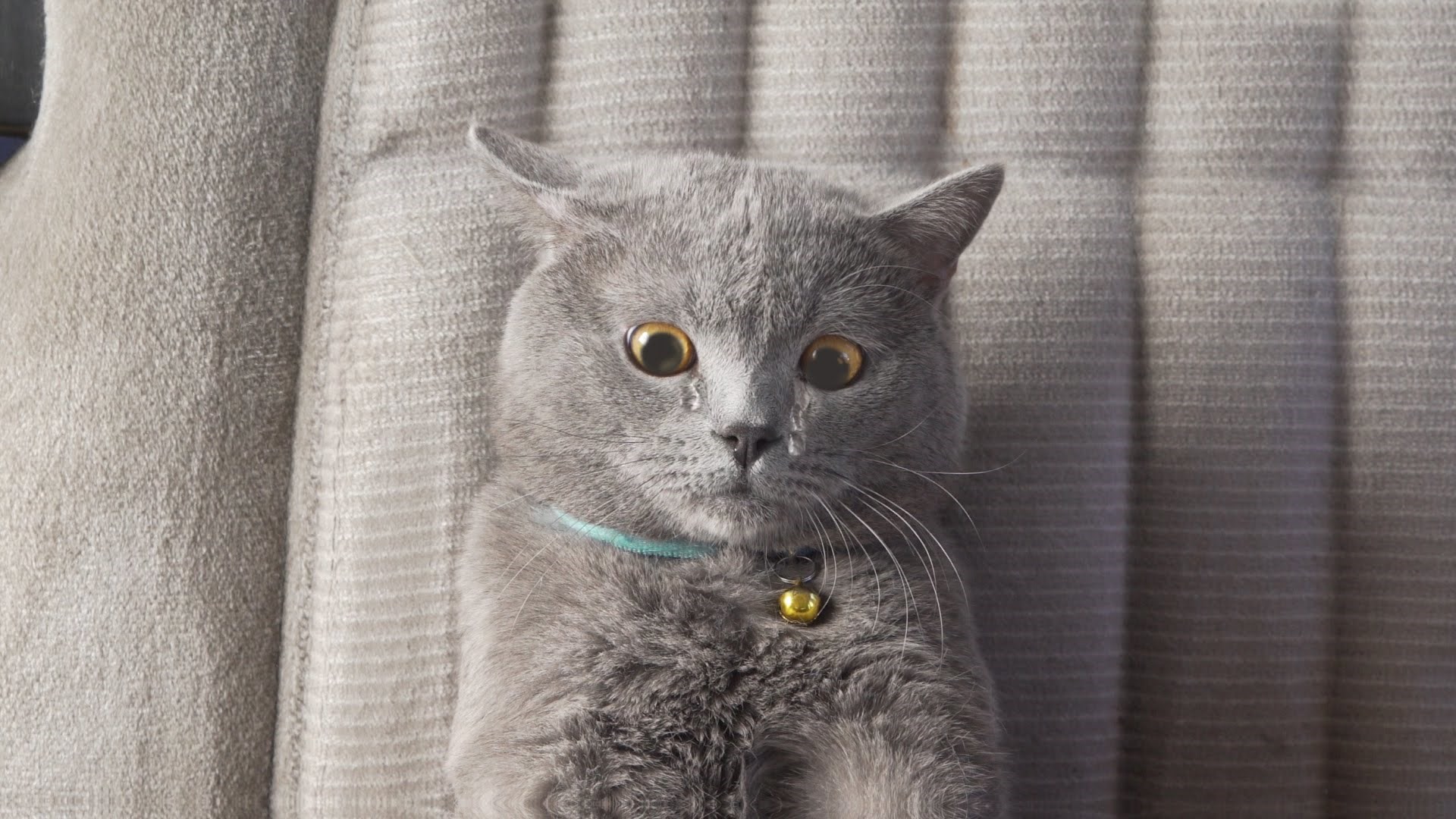 Maca pokušava napraviti viralni video