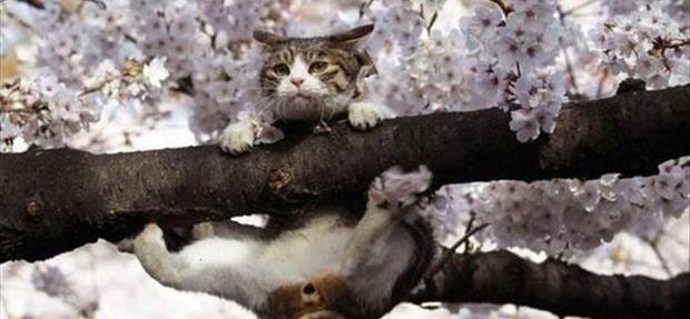 Jutarnje bildanje šapica