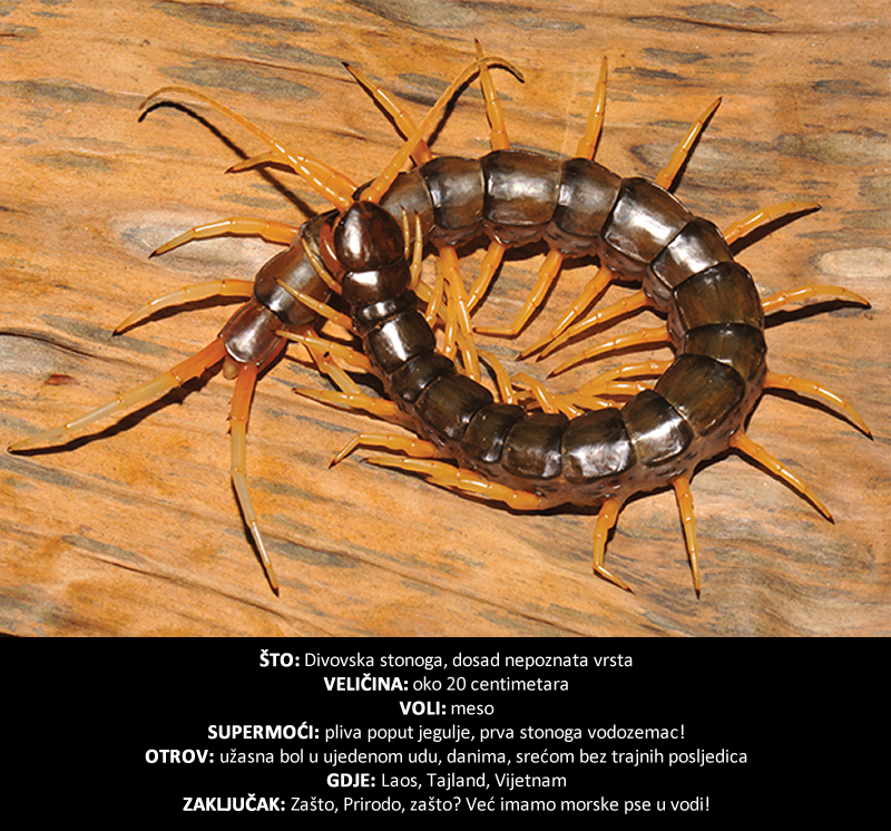 Otkriveno novo "čudovište" koje ima jednu zastrašujuću supermoć