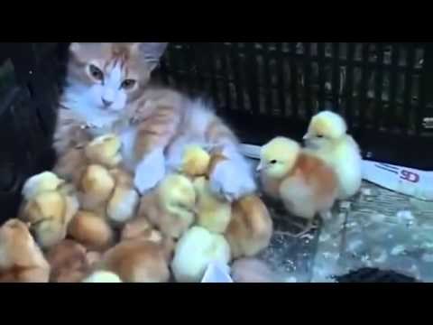 VIDEO KOJI TOPI DUŠU: Pilići udomili napušteno mače, utješili ga da nije samo