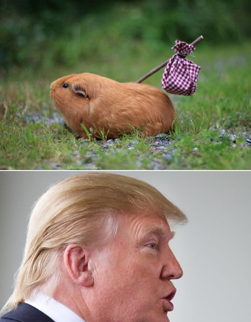 Kosa Donalda Trumpa konačno pobjegla potražiti bolji život