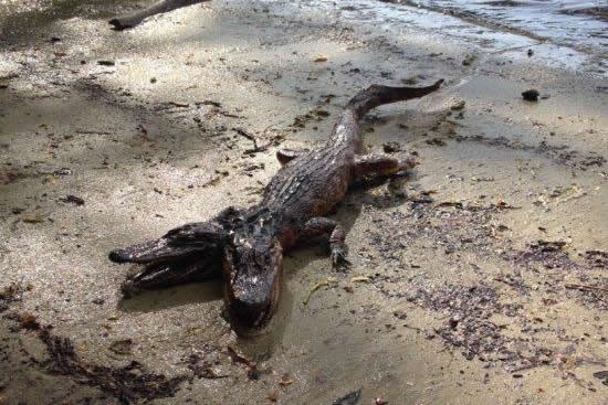 Dvoglavi krokodil - dvije glave su pametnije od jedne