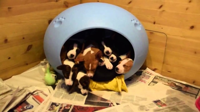 VIDEO: Beskrajna hrpica basenji psića iz samo jednog krevetića!
