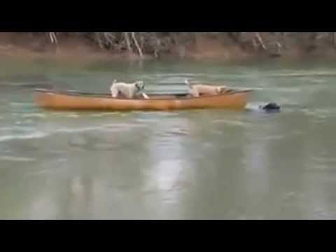 Dva uplašena psa zarobljena su u čamcu, nećete vjerovati tko ih je spasio!