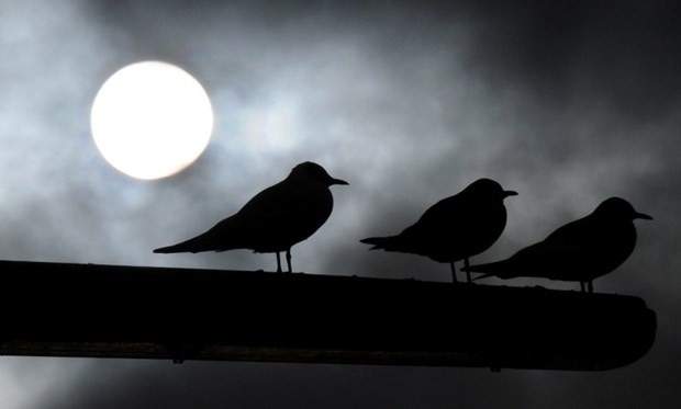 Galebovi na mjesečini