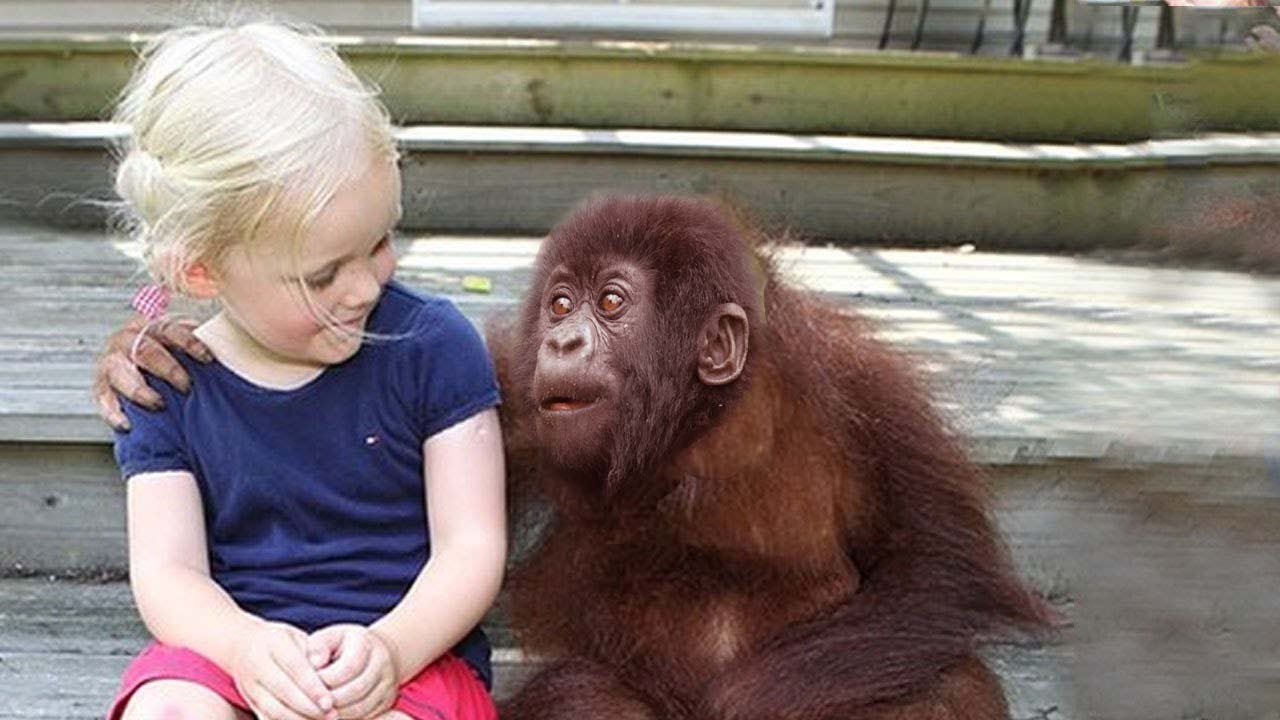 Gorila prepoznao svoju staru prijateljicu nakon 20 godina!