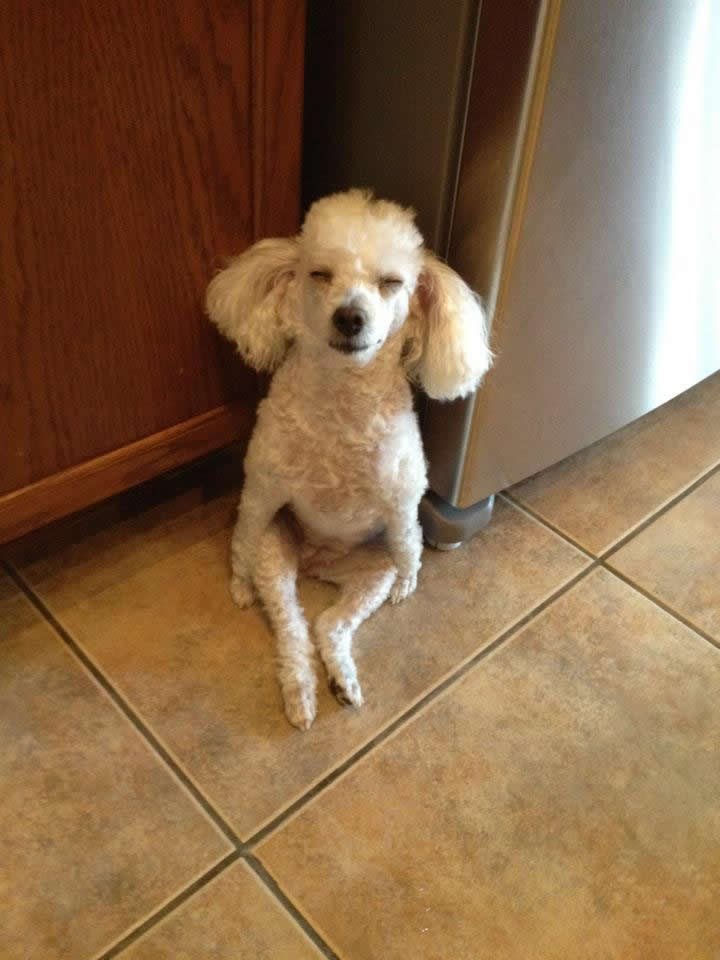 Strgana pudlica nakon tuluma zaspala u kutu