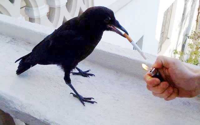 Daj vatre il ti kopam oči!