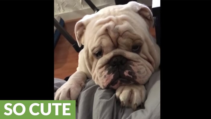 VIDEO Pas je najtužnijim licem na svijetu molio vlasnika da ga pusti na krevet