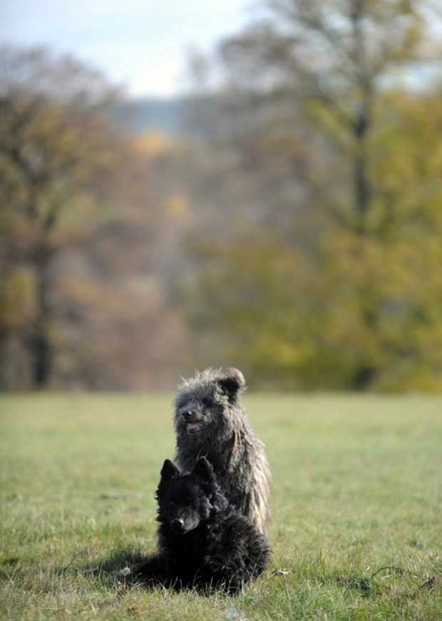 Dva čupava mađarska ovčara spremno poziraju na livadi