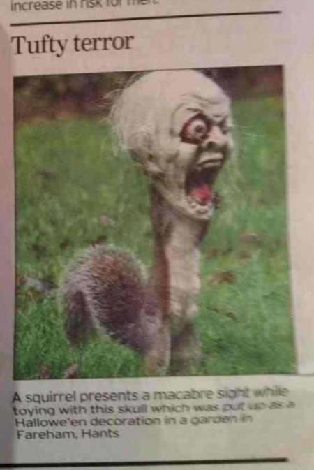 Zombi vjeverica prestravila susjedstvo