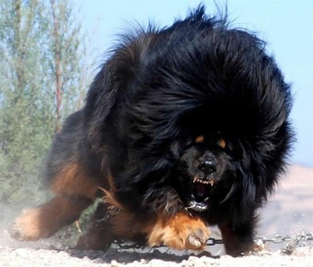 TopŽivotinje 2014: Pas? Vukodlak? Godzilla?