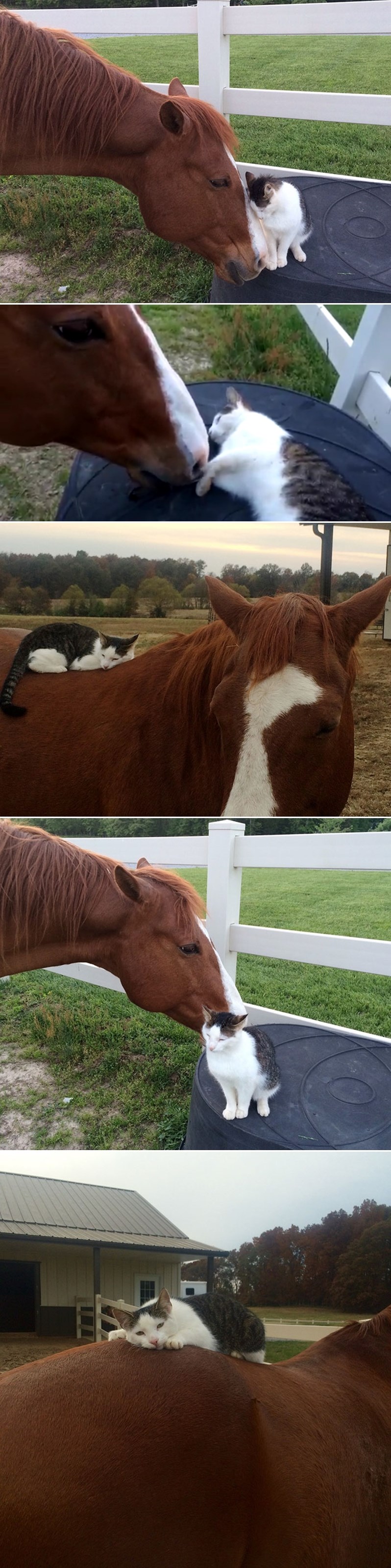 Ljubav ne poznaje granice, spojila konja i - macu