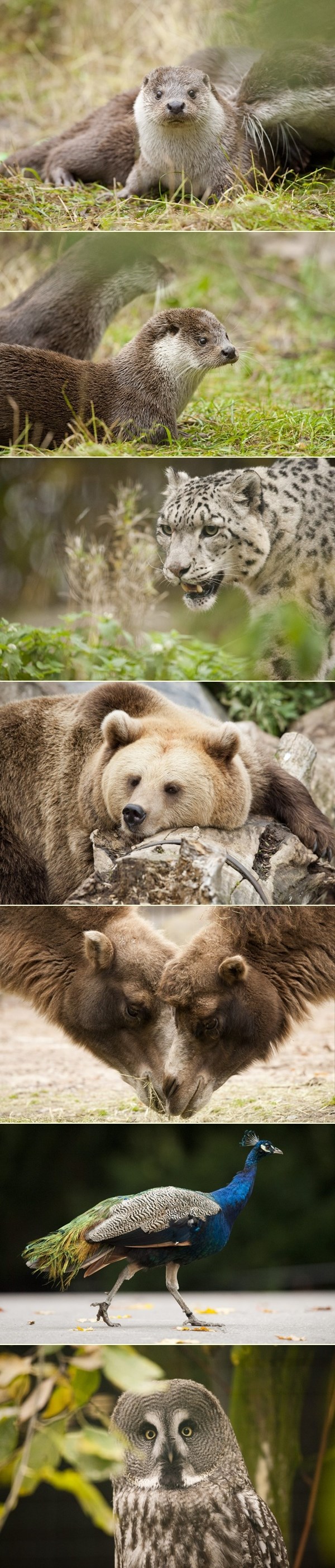 Vesela ekipa iz finskog ZOO-a