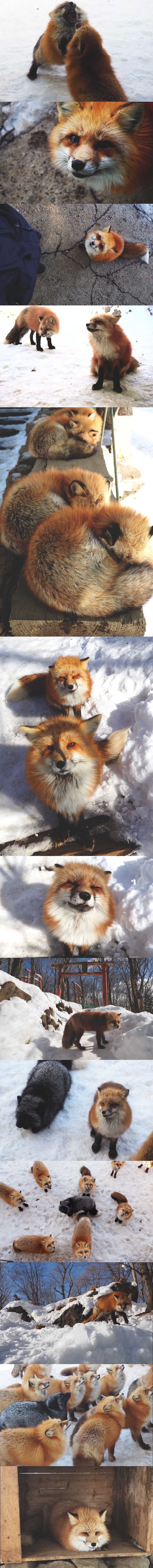 Najslađe selo na svijetu nalazi se u Japanu i prepuno je lisica