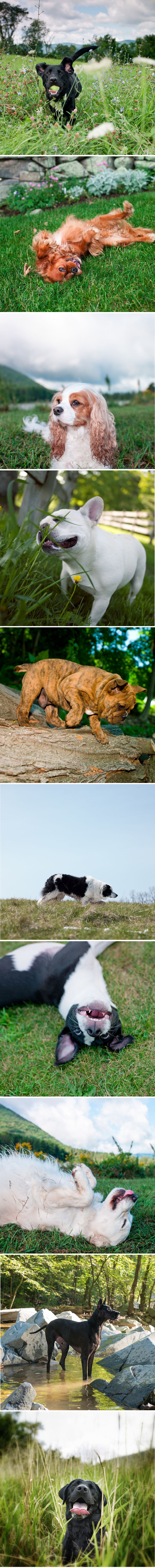 Galerija preslatkih psića koji apsolutno uživaju u proljeću