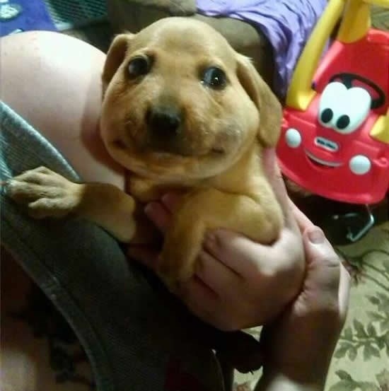 Nestašni psić popapao pčelu