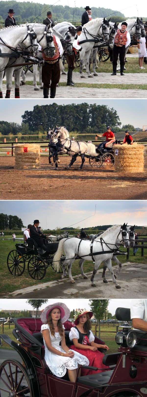 Prekrasni lipicaneri