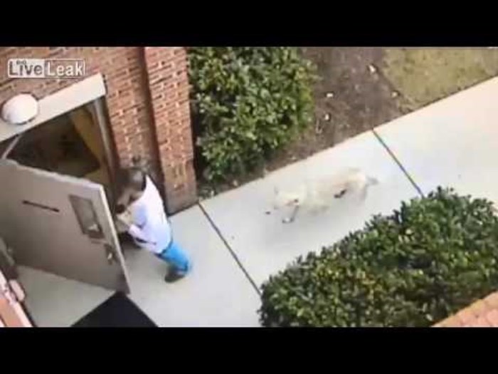 VIDEO Doktor je pobjegao glavom bez obzira kad je u laboratorij slučajno pustio jednog čudnog psa!