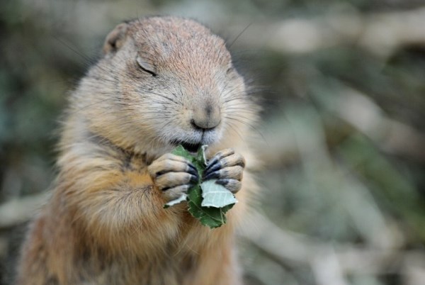 Prerijski psić uživa u klopi