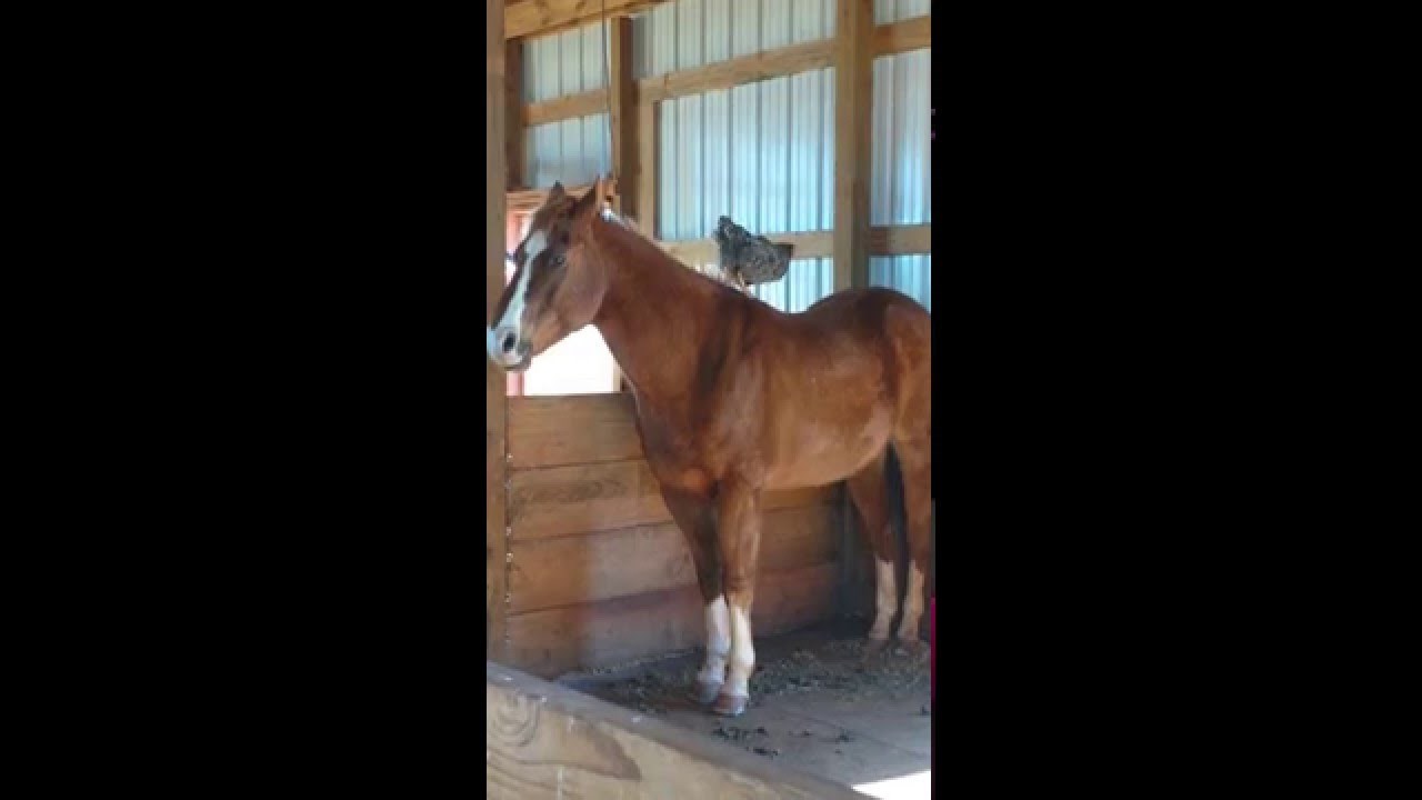 UHVAĆENI KAMEROM: Nitko joj nije vjerovao što konj i kokoš rade u staji!