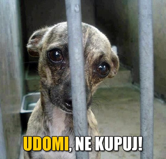 Udomi, ne kupuj!
