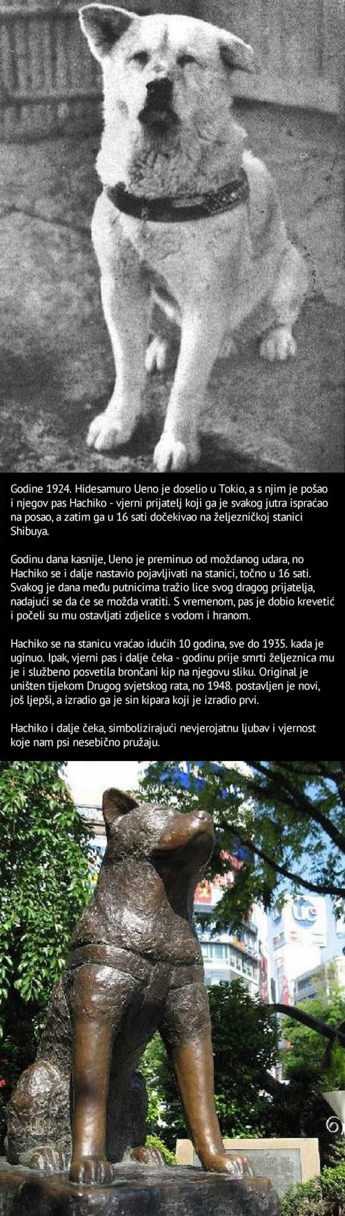 Slavna priča o najvjernijem psu na svijetu