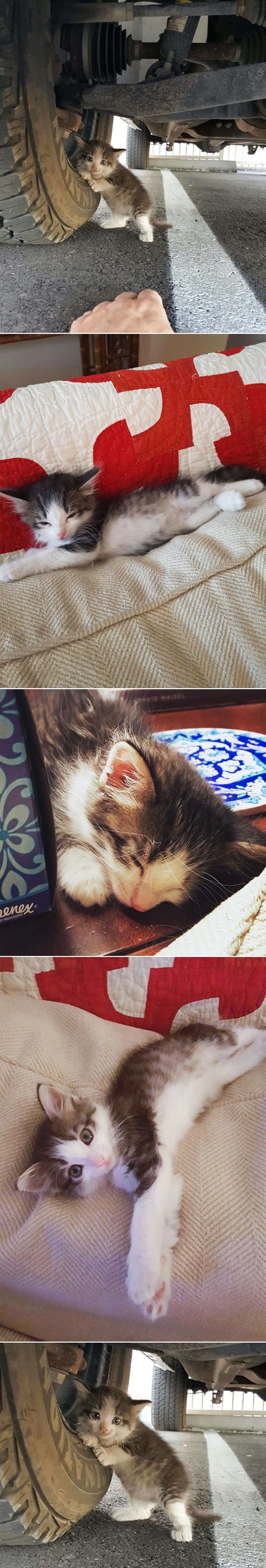 Začuo je tužno mjaukanje ispod kamiona i ugledao ovaj prizor