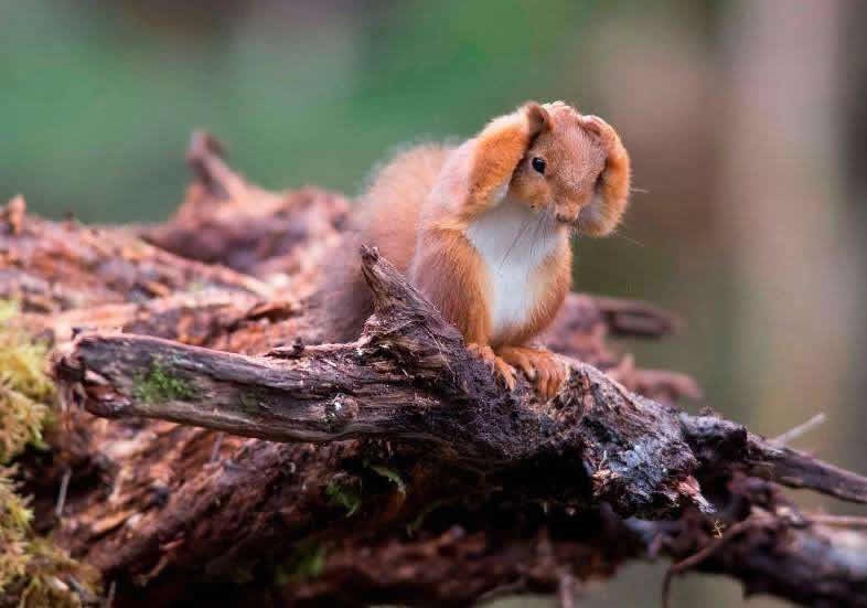 Ajme glava, nikad više neću pit..