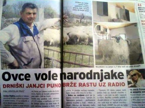 Janjci brže rastu uz narodnjake?
