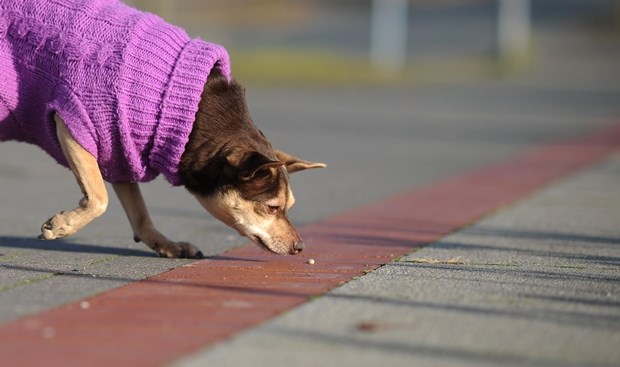 Njušim zimu! Sreća pa sam na vrijeme nabavio stajliš pulover