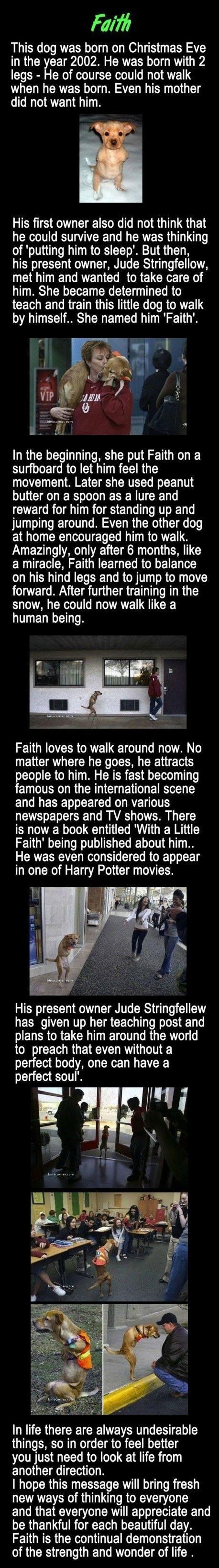 Priča o psu koji hoda poput čovjeka