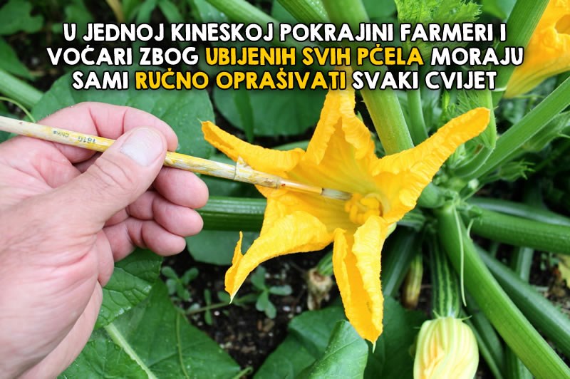 Ovo nas čeka ako izumru pčele