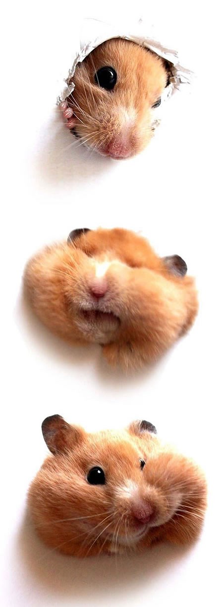 Znatiželjni hrčak uvijek gura nos gdje ne treba