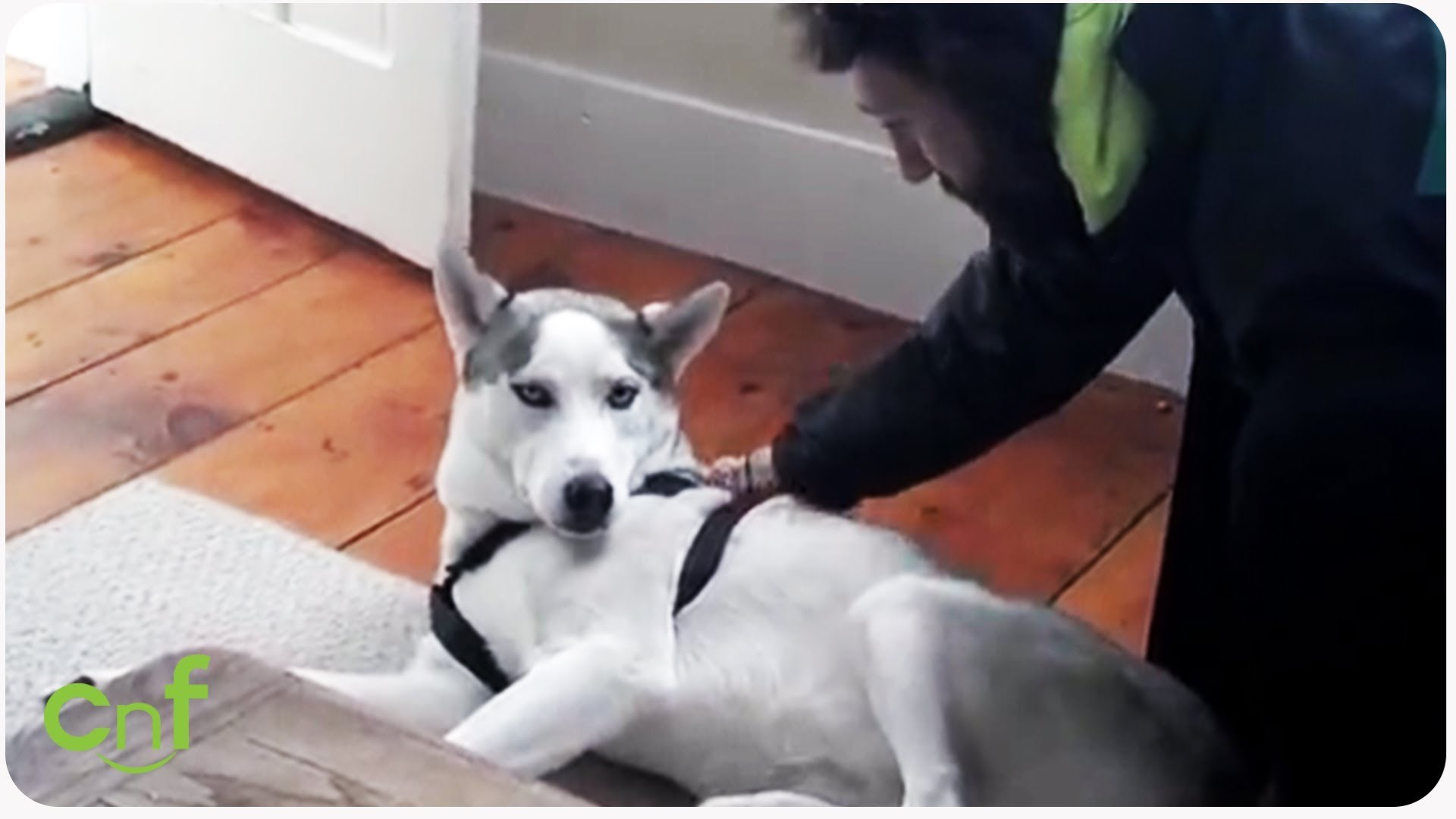 VIDEO: Pas progovorio, a prva riječ mu je..?