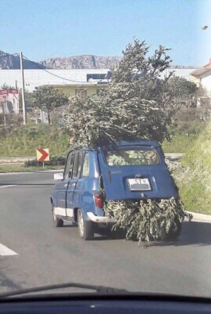 Neobičan prizor iz Dalmacije: Muškarac vozi stablo u automobilu?!