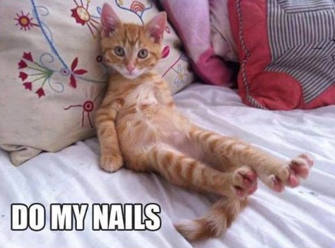 Maca spremna za uljepšavanje