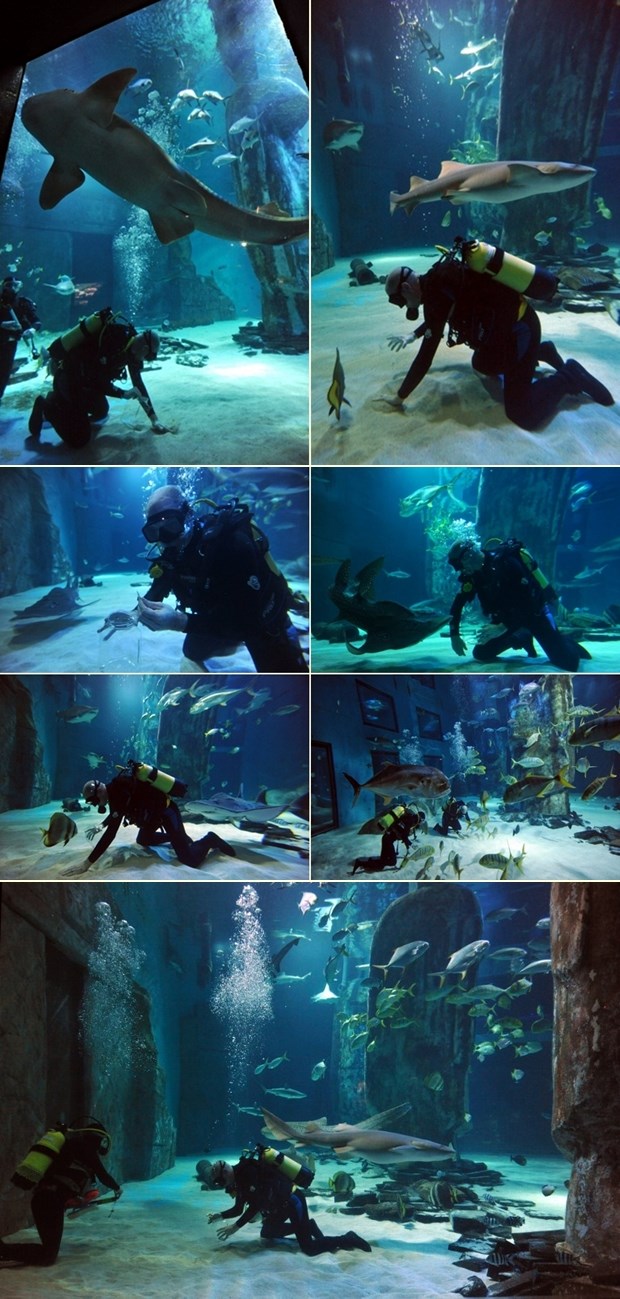 Plivanje s morskim psima